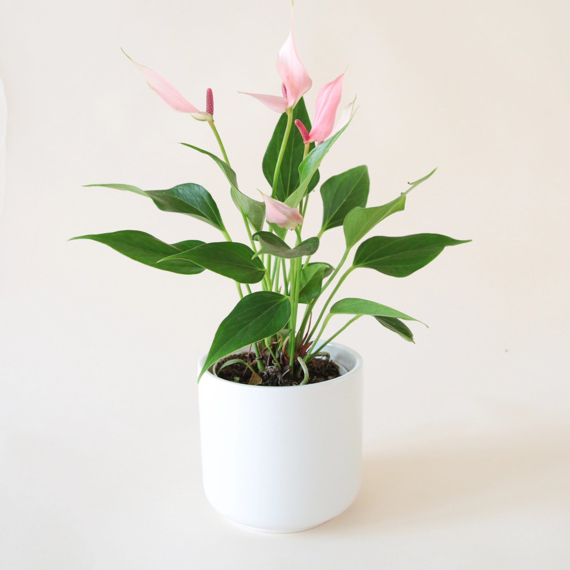 Anthurium | Lilli – Jungle Club anthurium-lilli-jungle-club