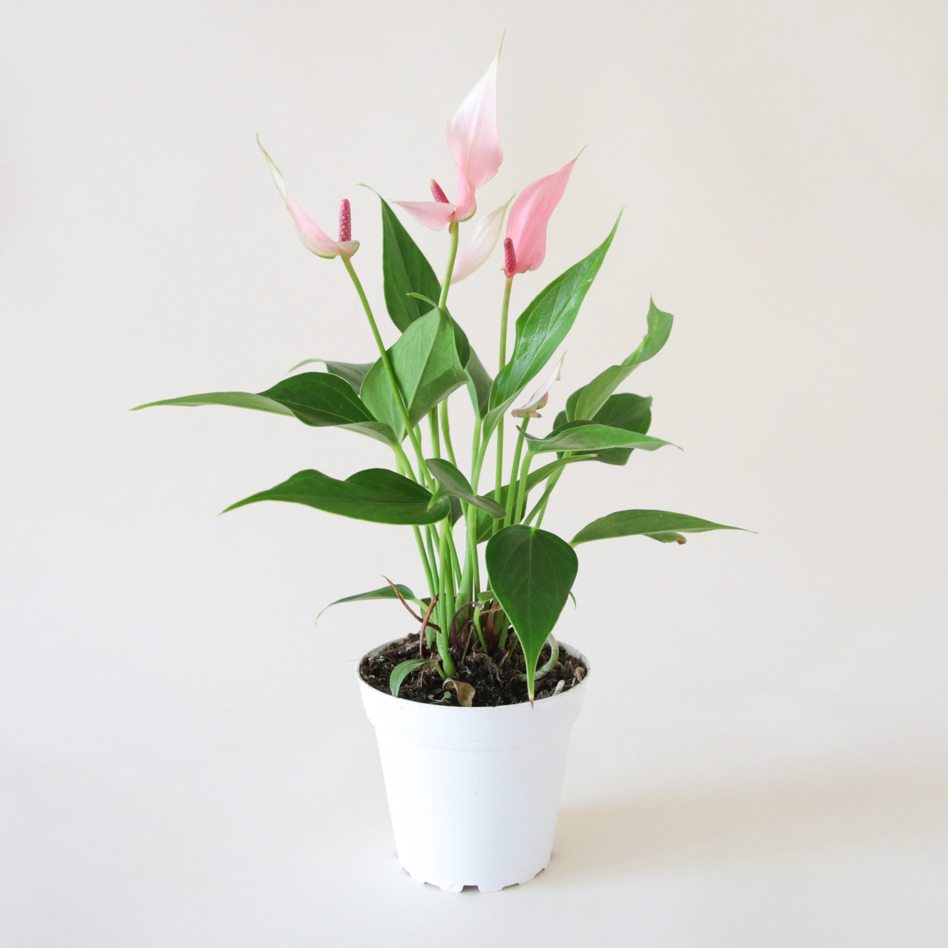 Anthurium "Lilli" Light Pink in a round white pot. Anthurium is a green leafy plant with tall bright pink arrowhead shape flowers and dark pink stamen.