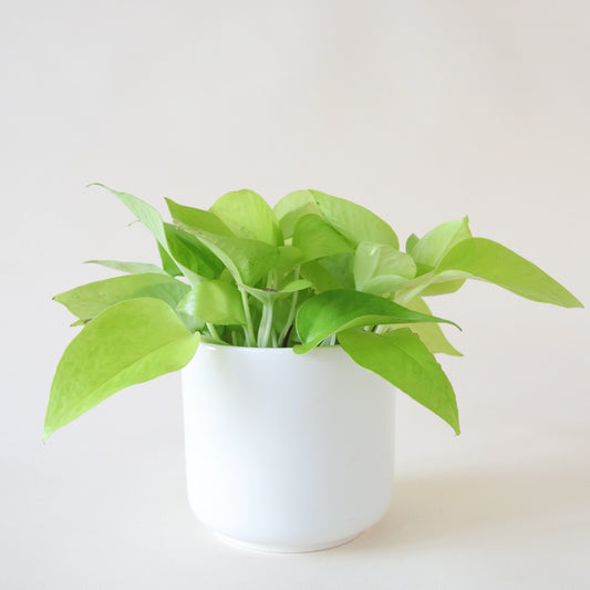 Pothos | Neon