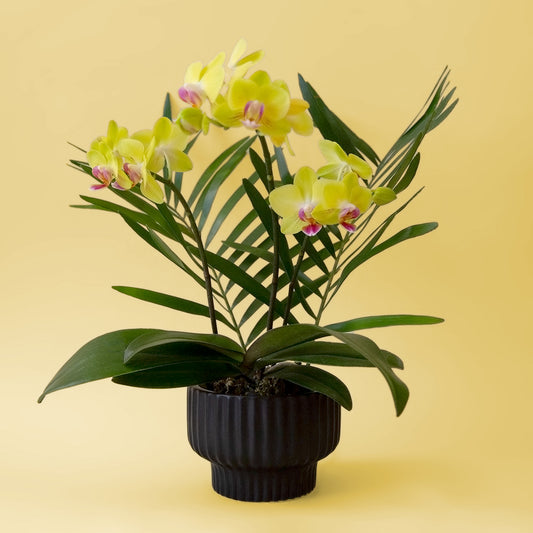 A ribbed black pedestal bowl planter. 