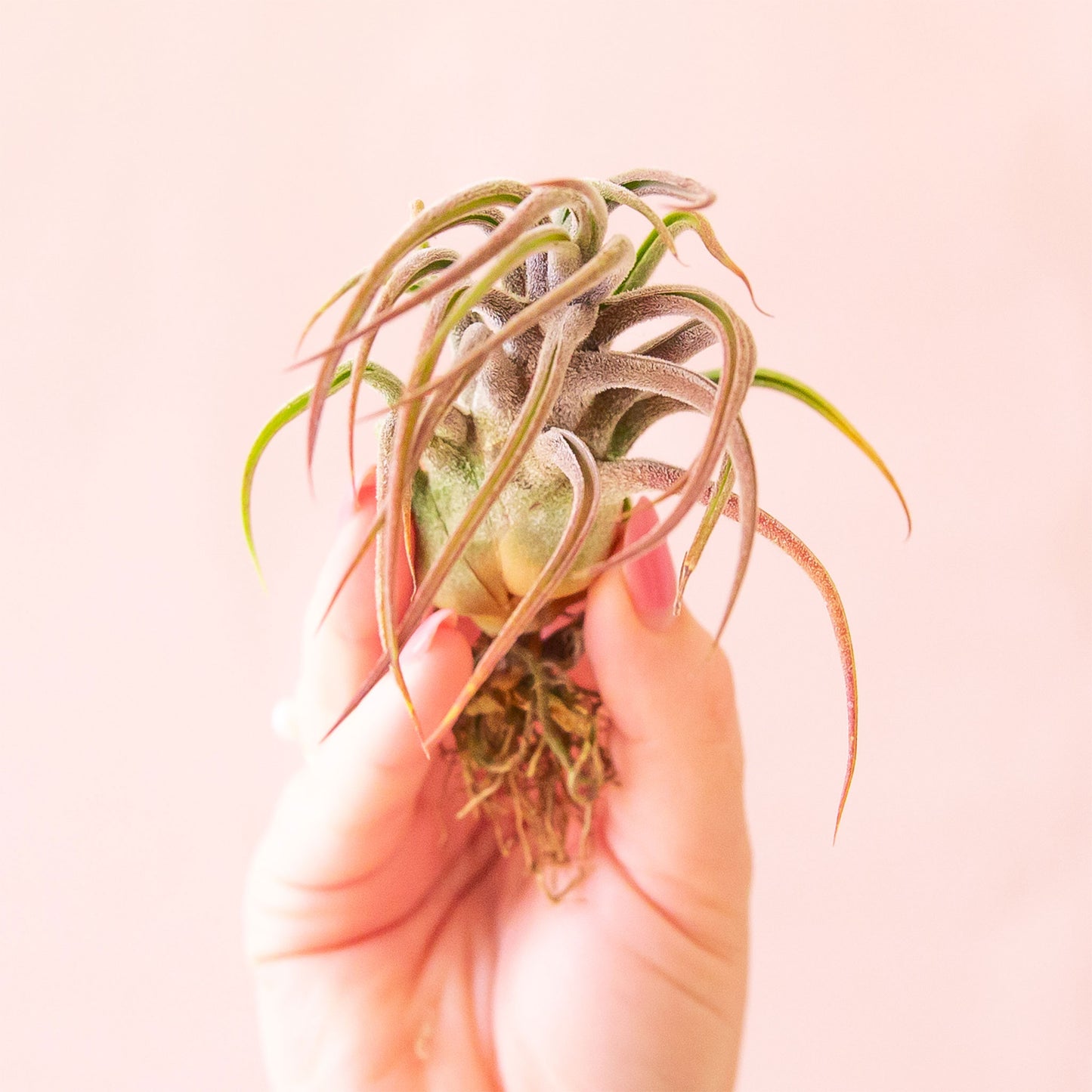 Tillandsia Pruinosa