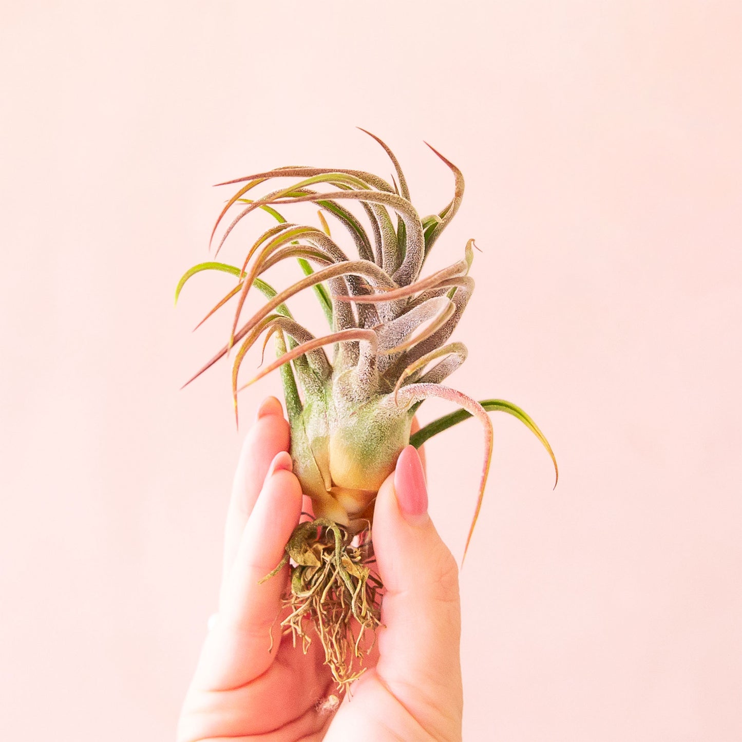 Tillandsia Pruinosa