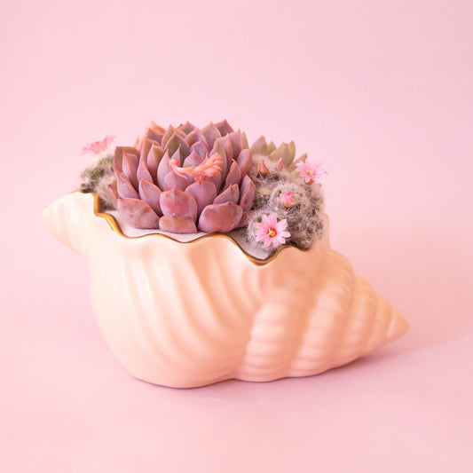 A shell shaped planter with an opening for planting. Succulents and cacti sold separately. 