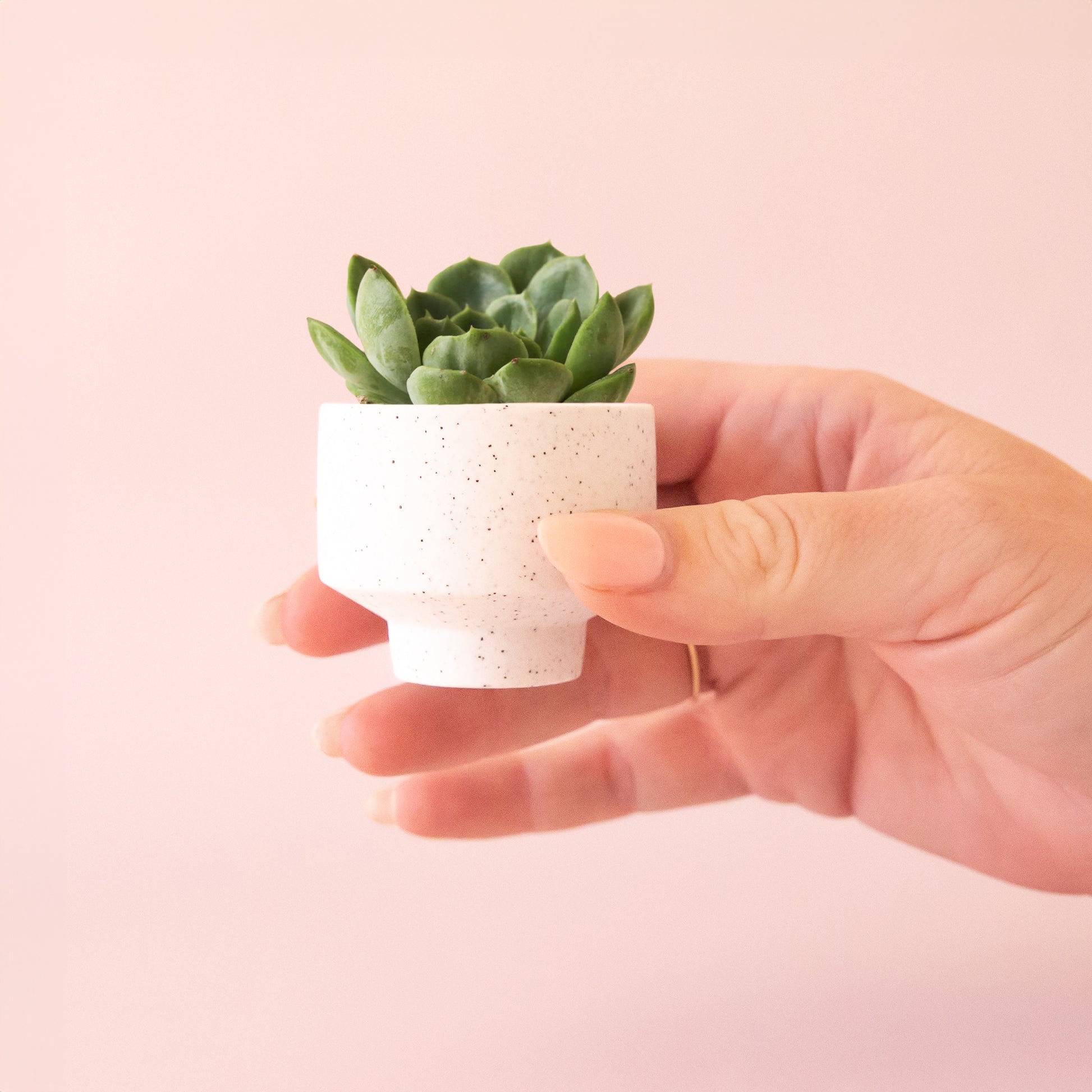 A speckled footed ceramic planter in a neutral shade. 