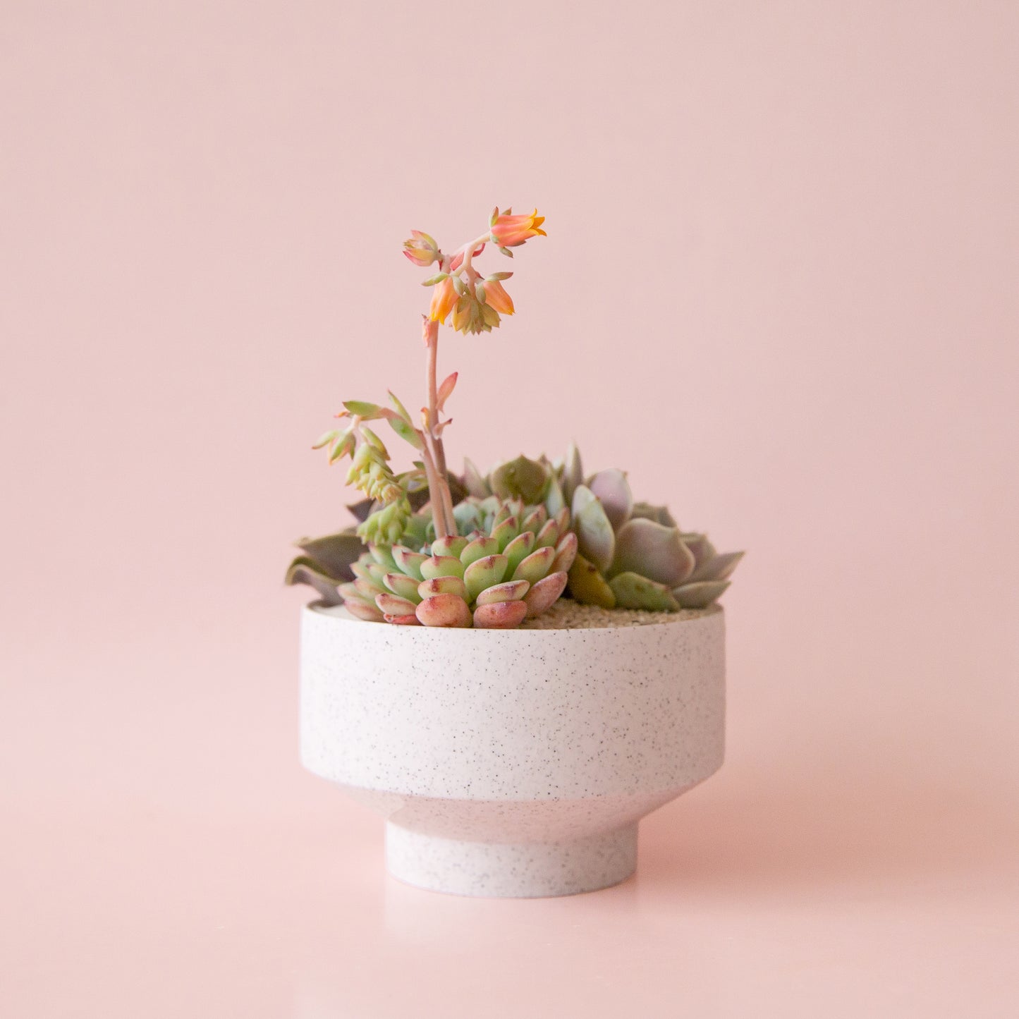 Speckle Footed Planter