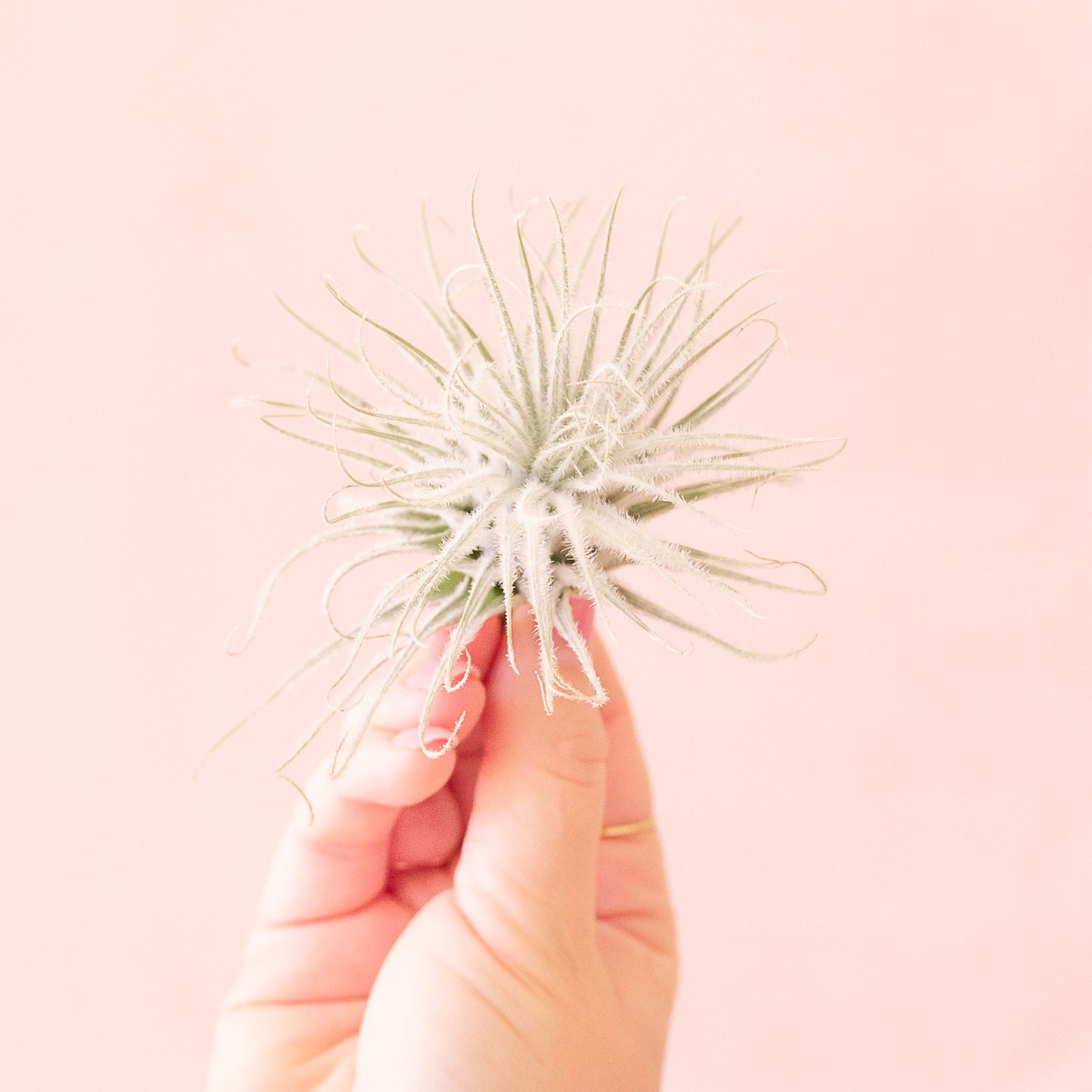 Tillandsia | Tectorum