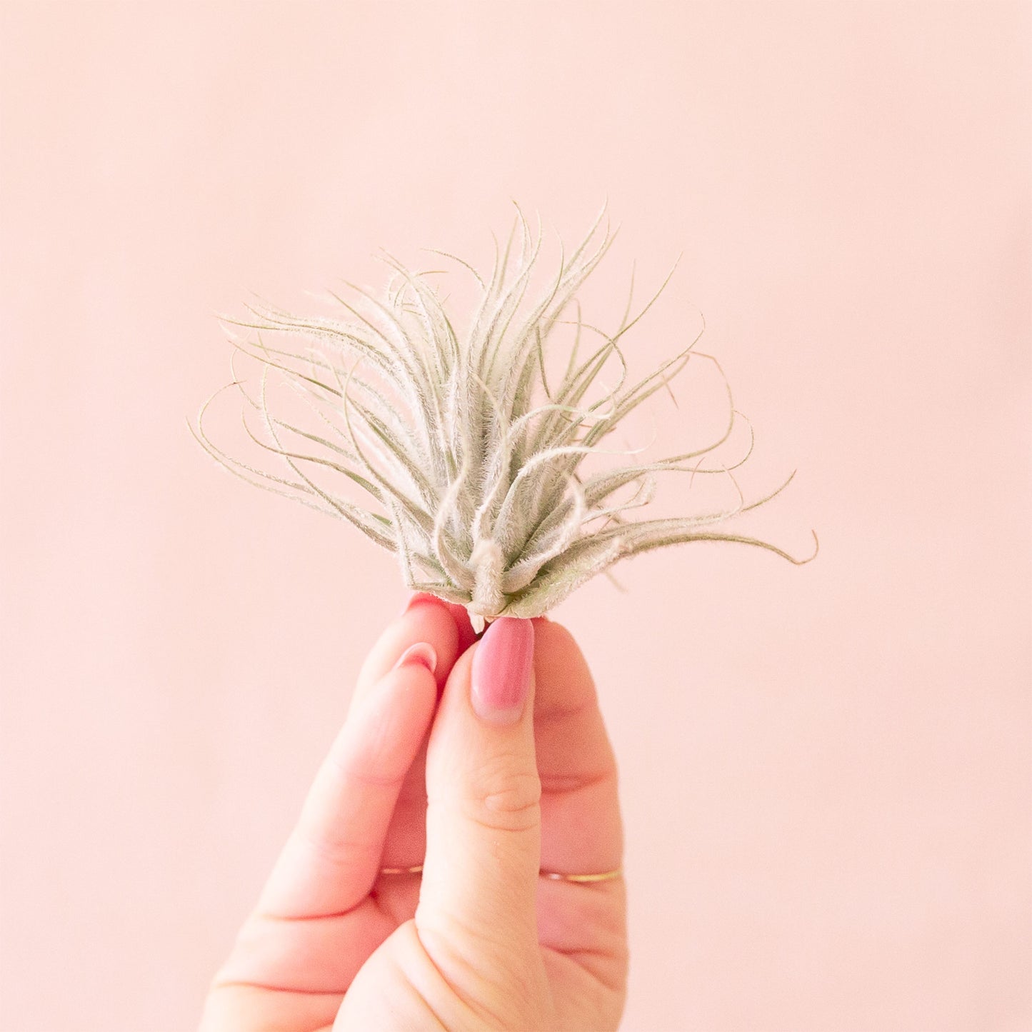 Tillandsia | Tectorum