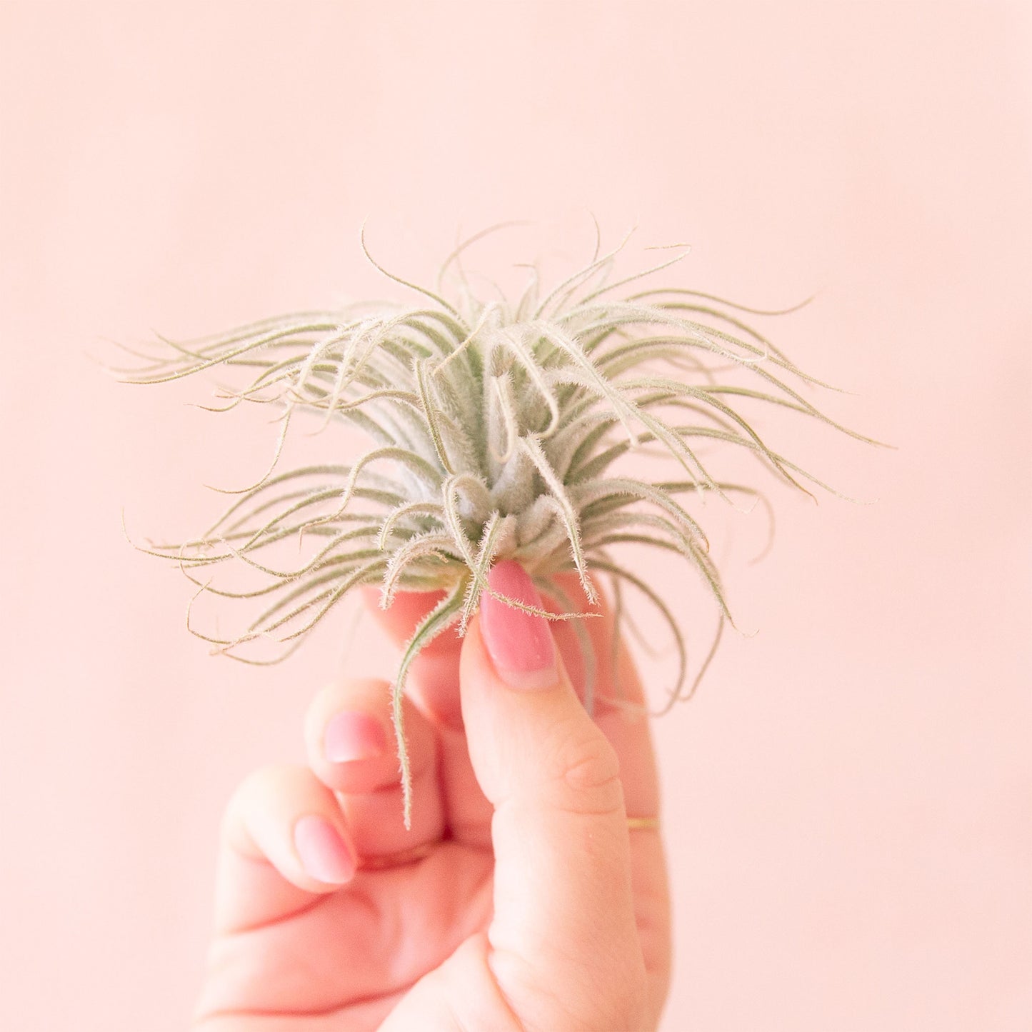 Tillandsia | Tectorum