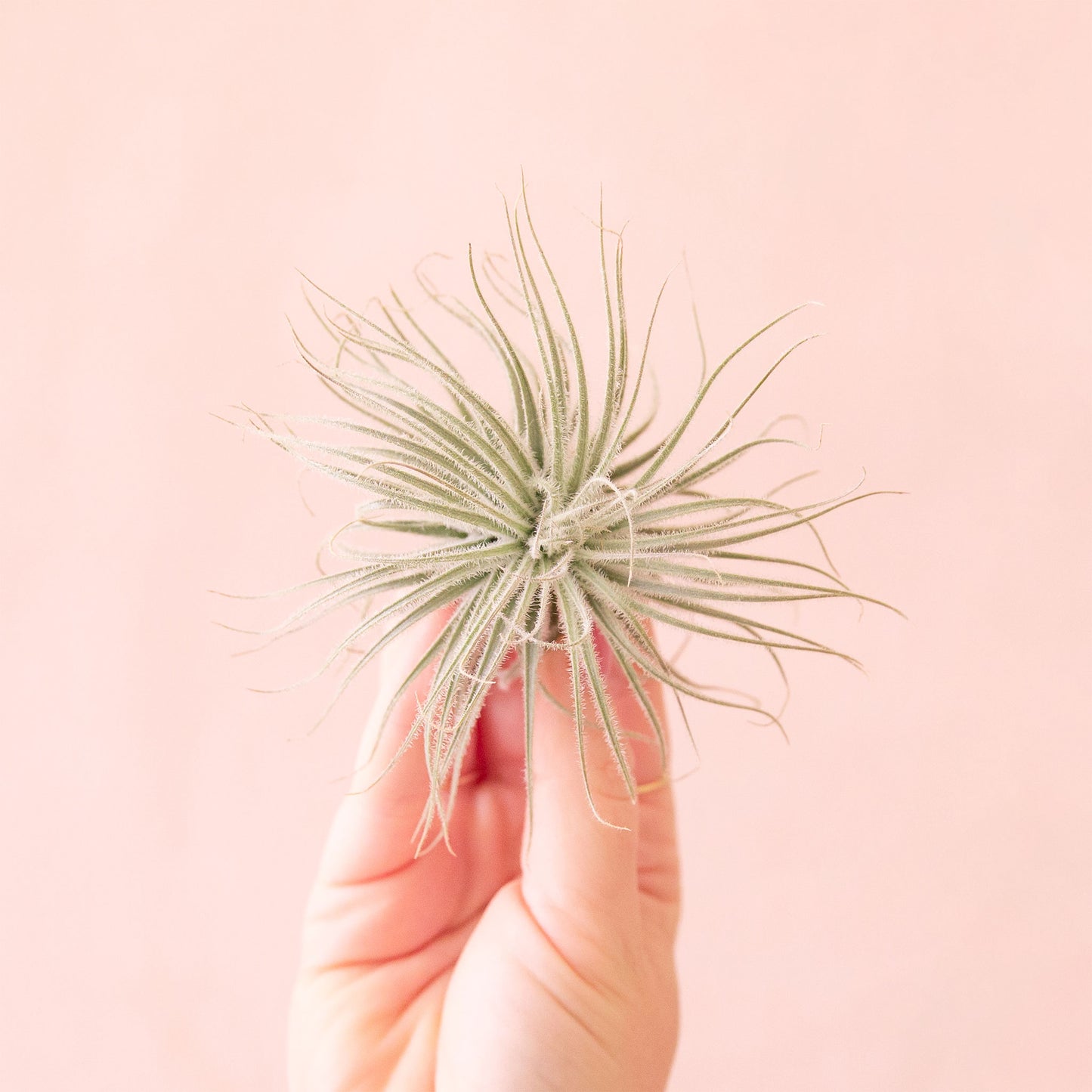 Tillandsia | Tectorum