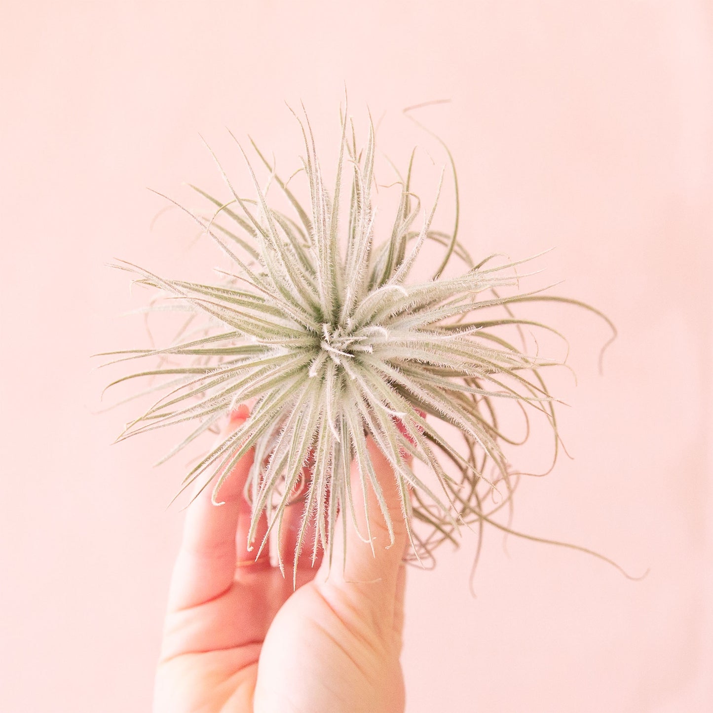 Tillandsia | Tectorum