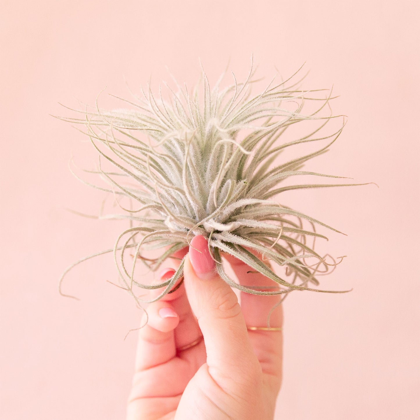 Tillandsia | Tectorum