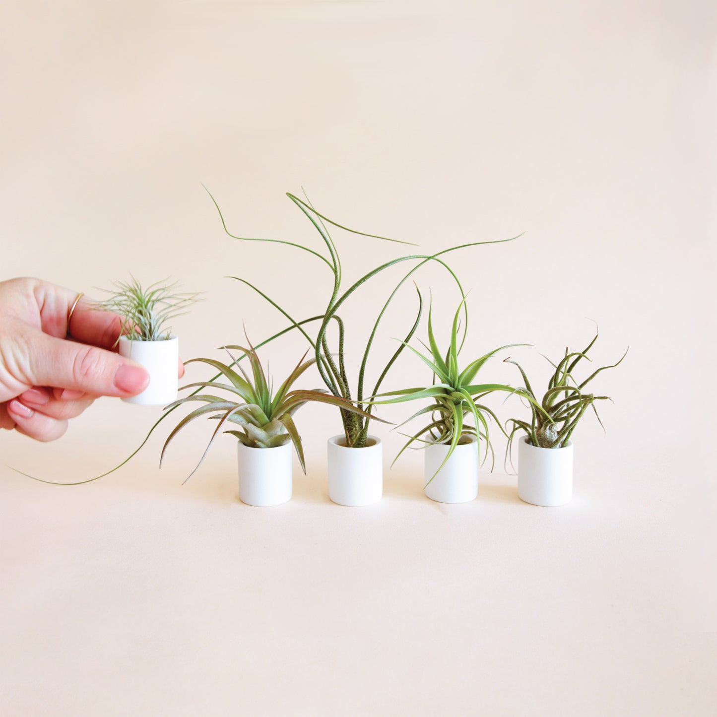 Tiny Pots and Tiny Air Plants Pack