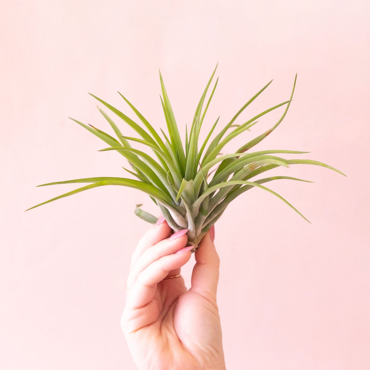 Tillandsia | Velutina