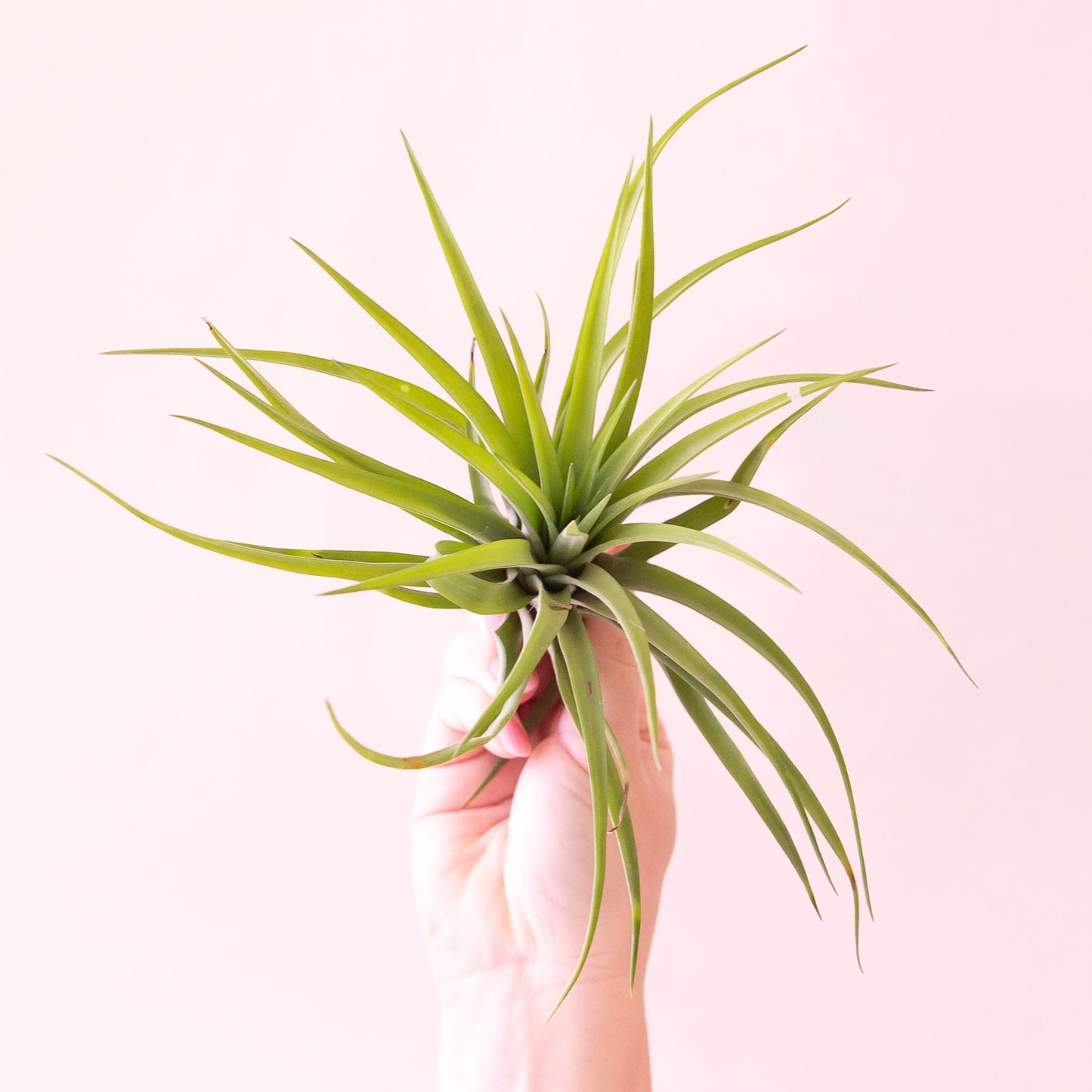 Tillandsia | Velutina