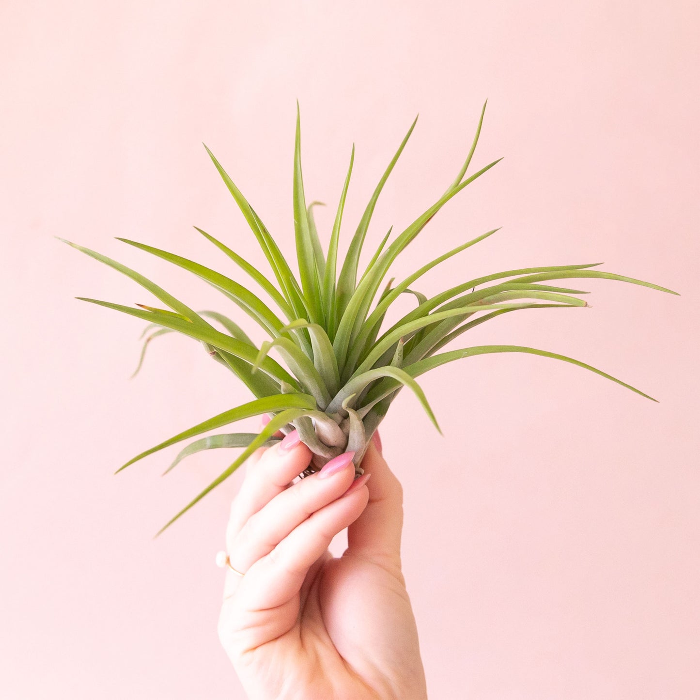 Tillandsia | Velutina