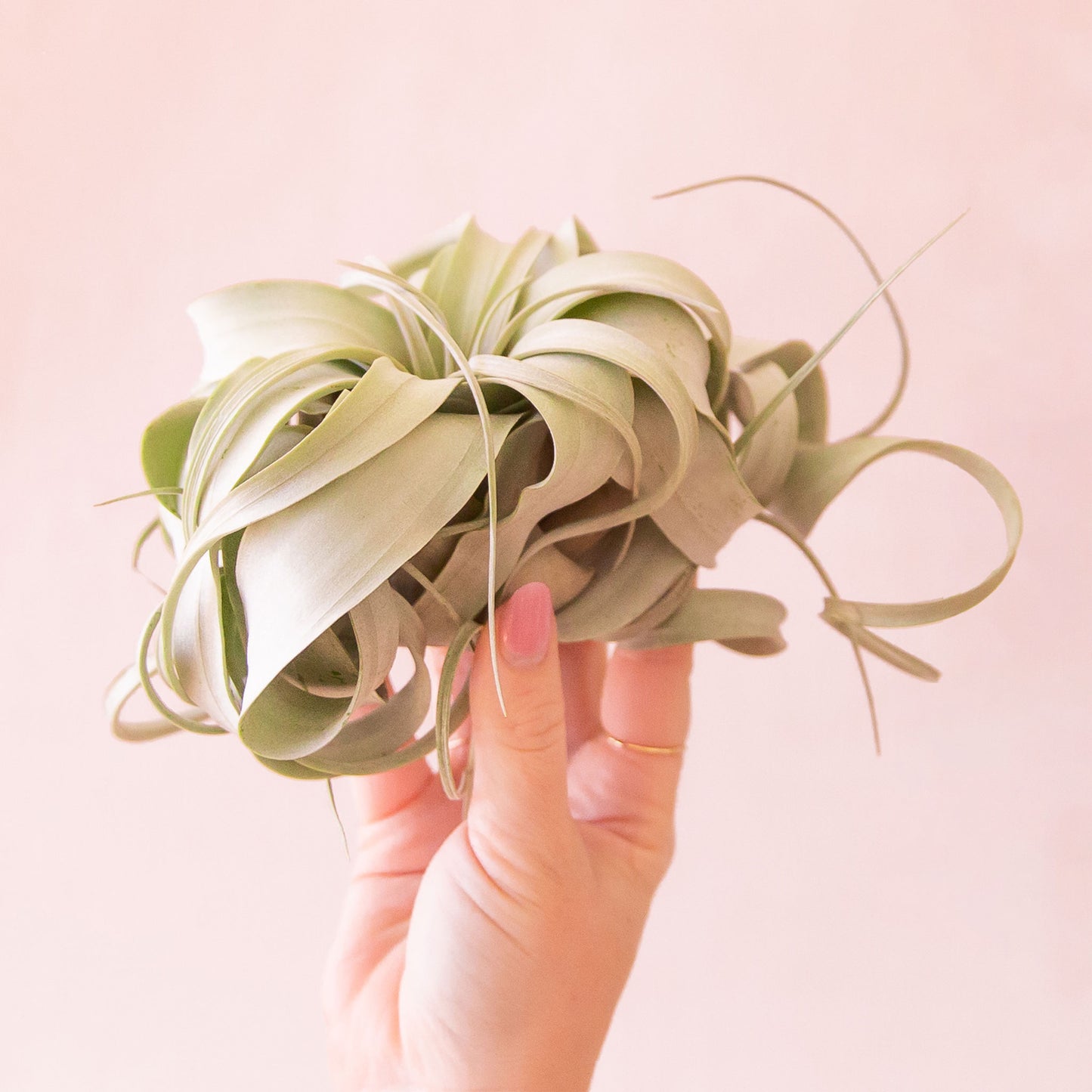 Tillandsia Xerographica