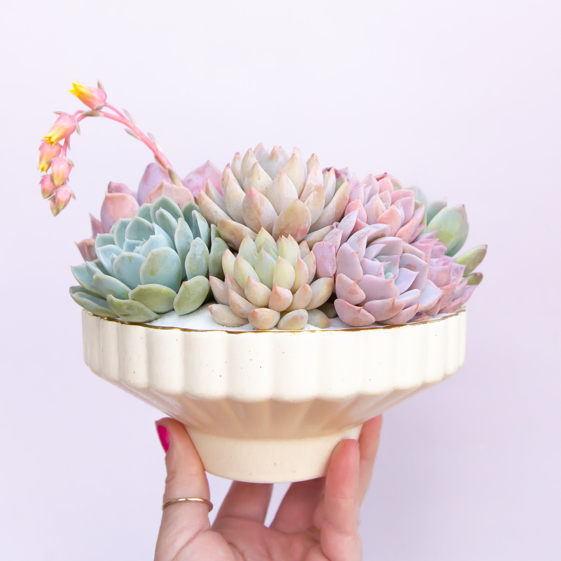 A scalloped ceramic pedestal bowl with a gold rim filled with a succulent arrangement that is not included with purchase. 