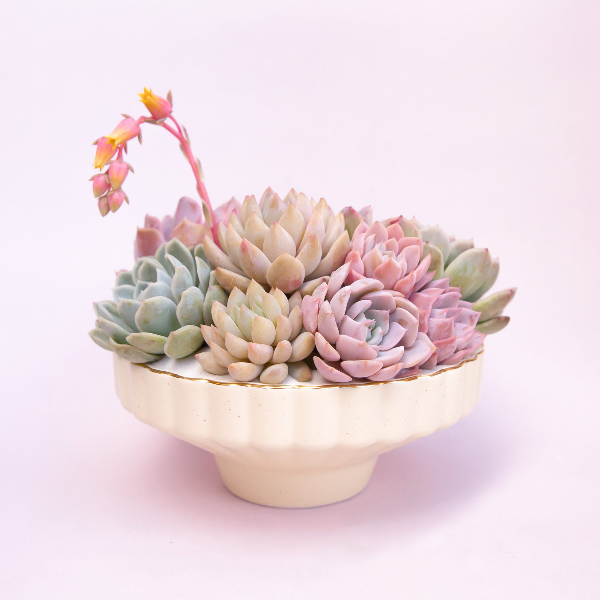 A scalloped ceramic pedestal bowl with a gold rim filled with a succulent arrangement that is not included with purchase. 