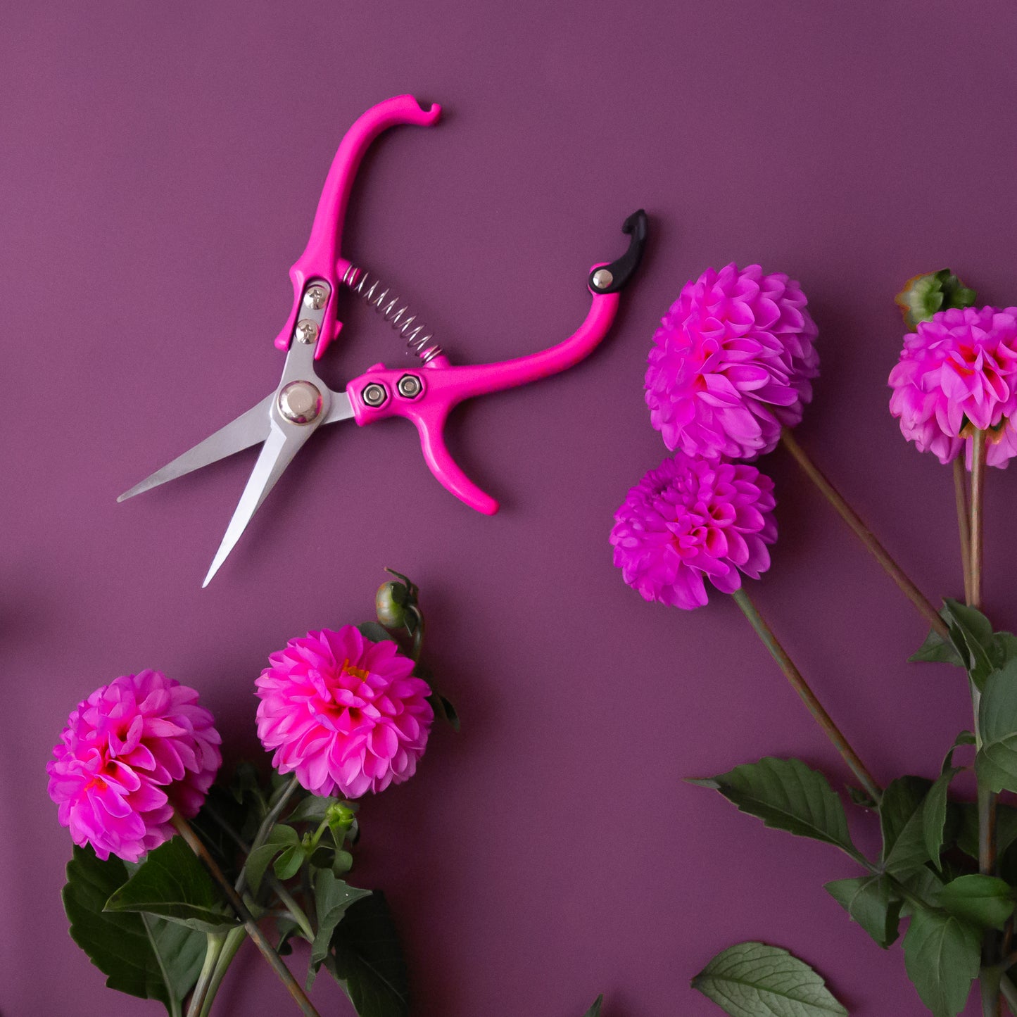 Bright pink pruning shears shown against a purple  background, surrounded by flowers.  