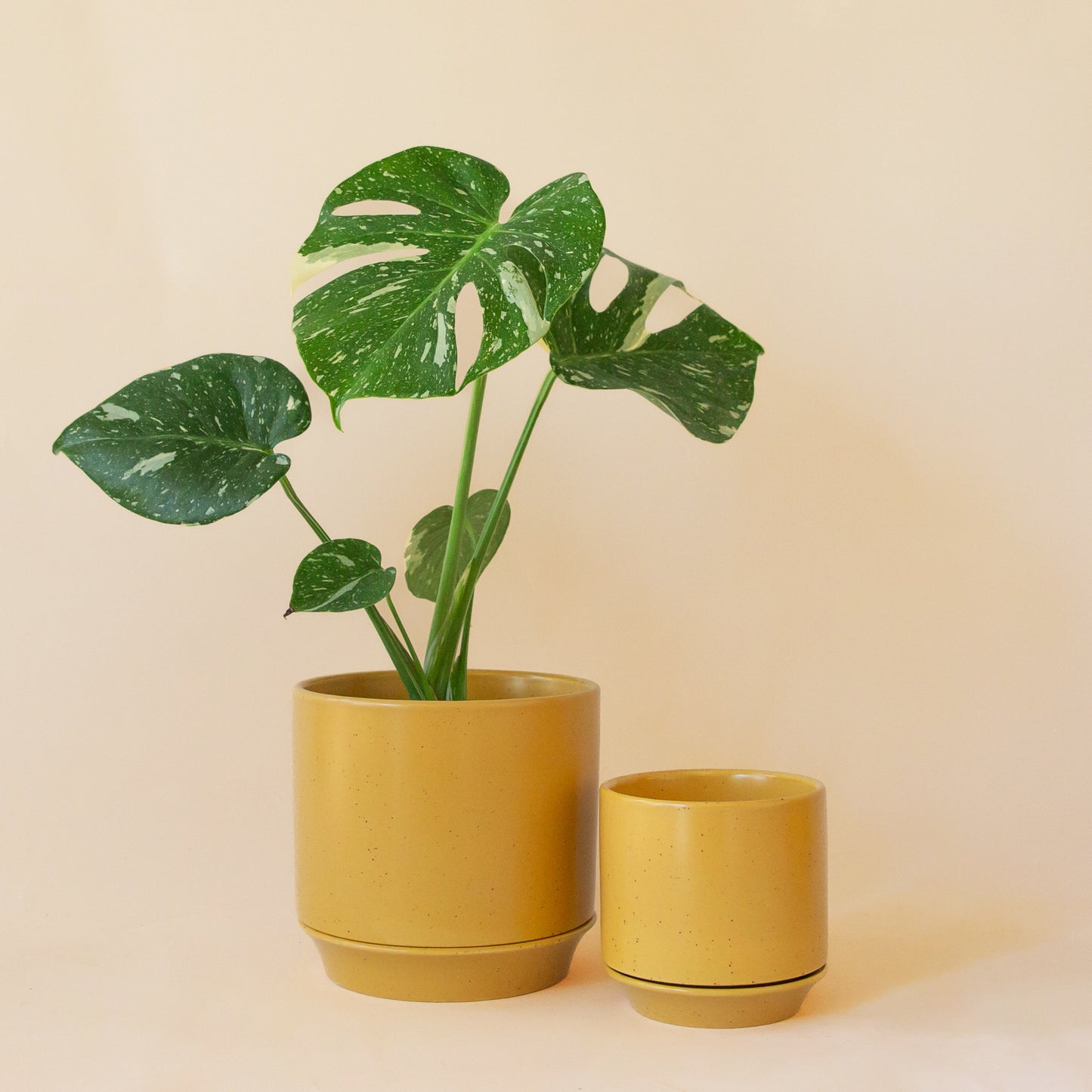 Two mustard colored pots on a peach background.