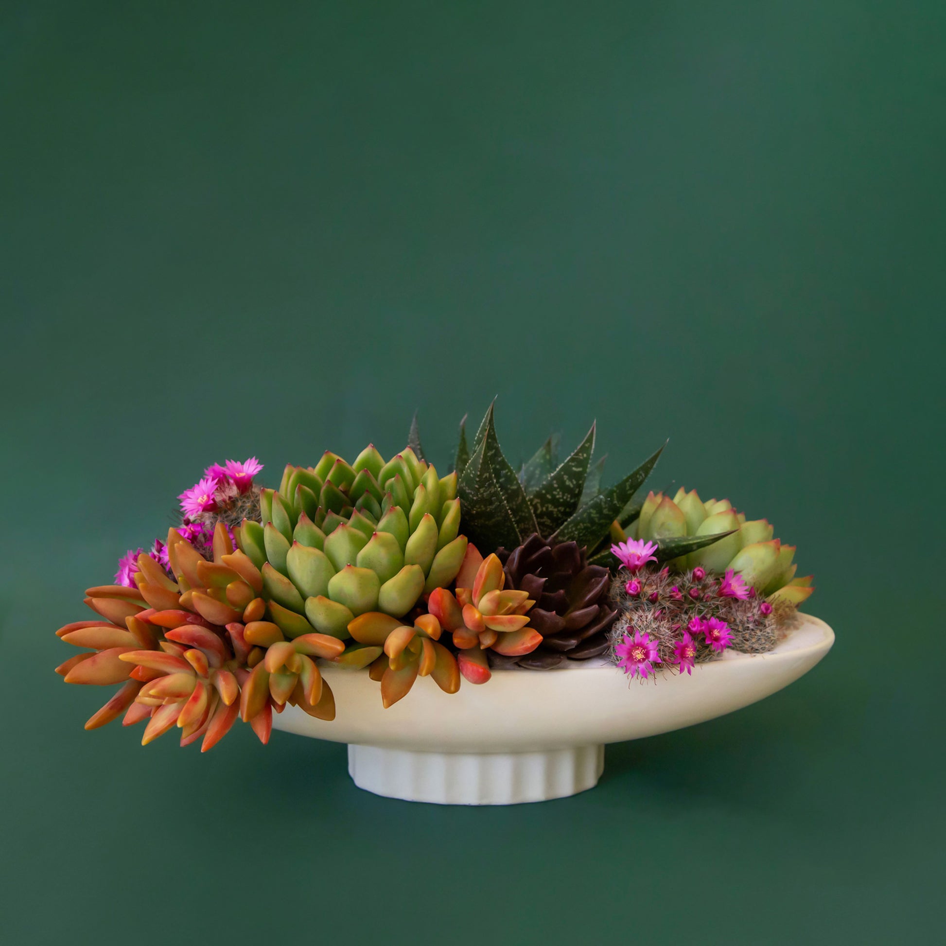 An elongated ceramic pedestal bowl sits on a dark green ground.  The bowl is planted with beautiful succulents and cacti.