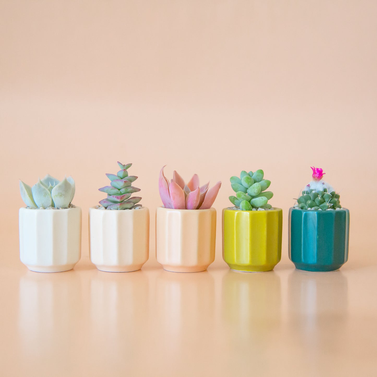 A row of five mini monroe planters in five different colors. They go in order from white to ivory to peach to chartreuse to the final aquamarine color.  The background of the image is a soft pink color.