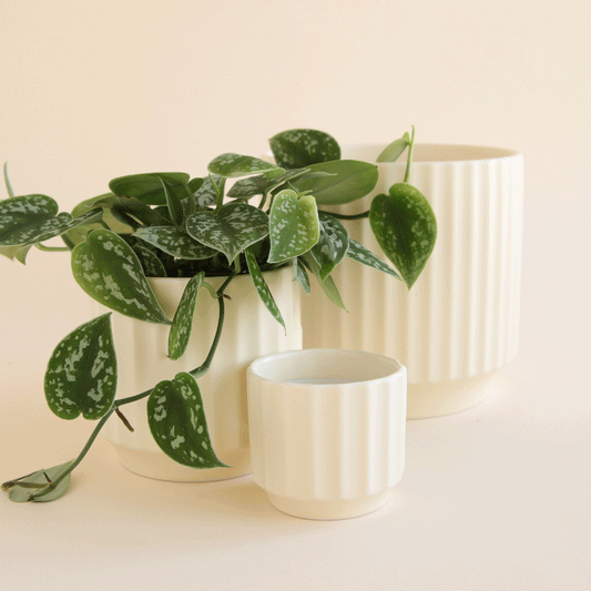 On an ivory background is three different sized vintage white ceramic planters with a thick fluting detail and a tapered base.