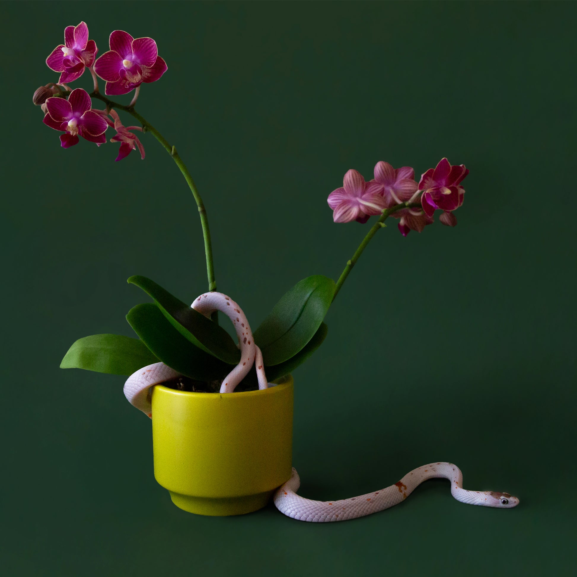 On a light pink background is one of the palm colored pots filled with a pink orchid and snake that are not included with purchase. 