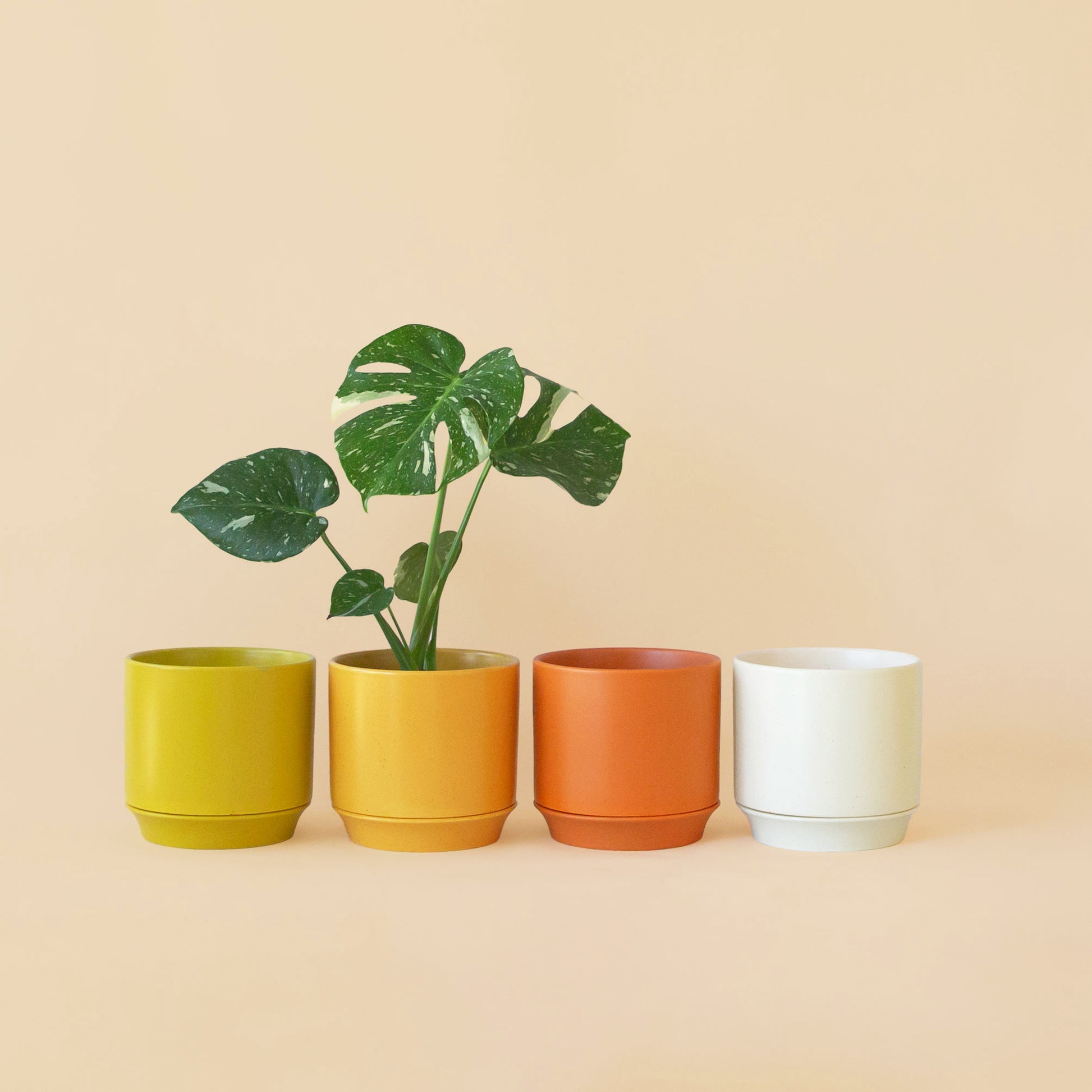 Two mustard colored pots on a peach background.