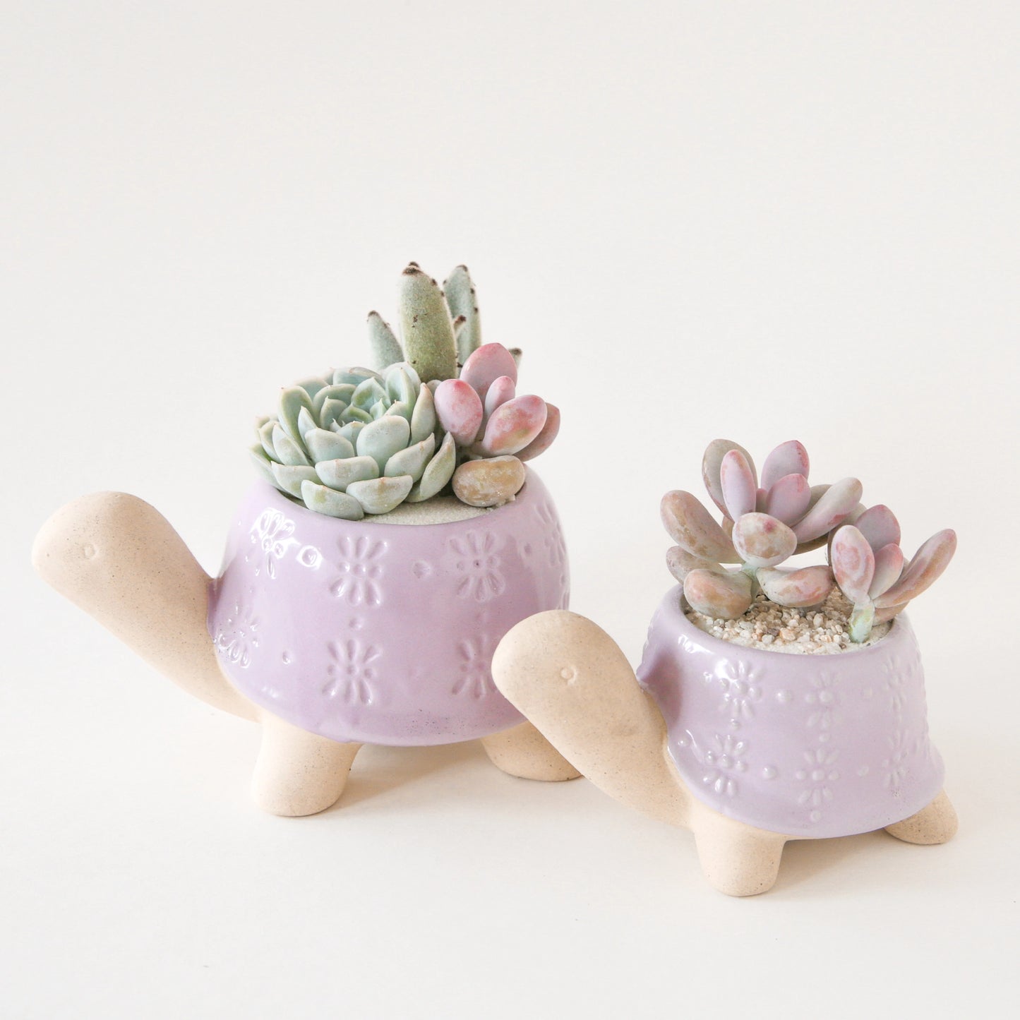 On a white background is two different sized ceramic turtle shaped planters with a lilac purple "shell" and planted with succulents not included.