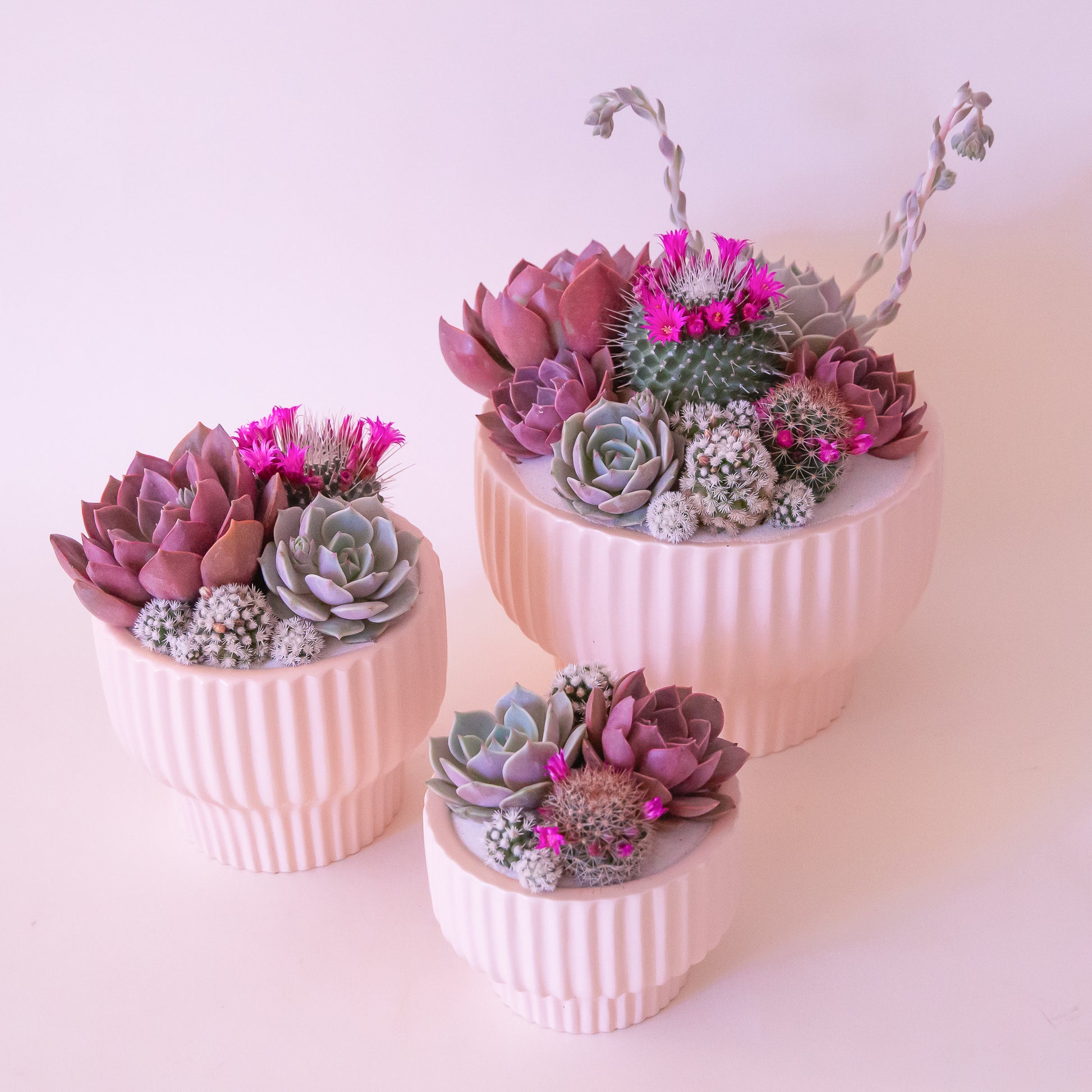 On a pink background is three sizes of the Presley pedestal pots in the light pink shade filled with cactus and succulent arrangements.