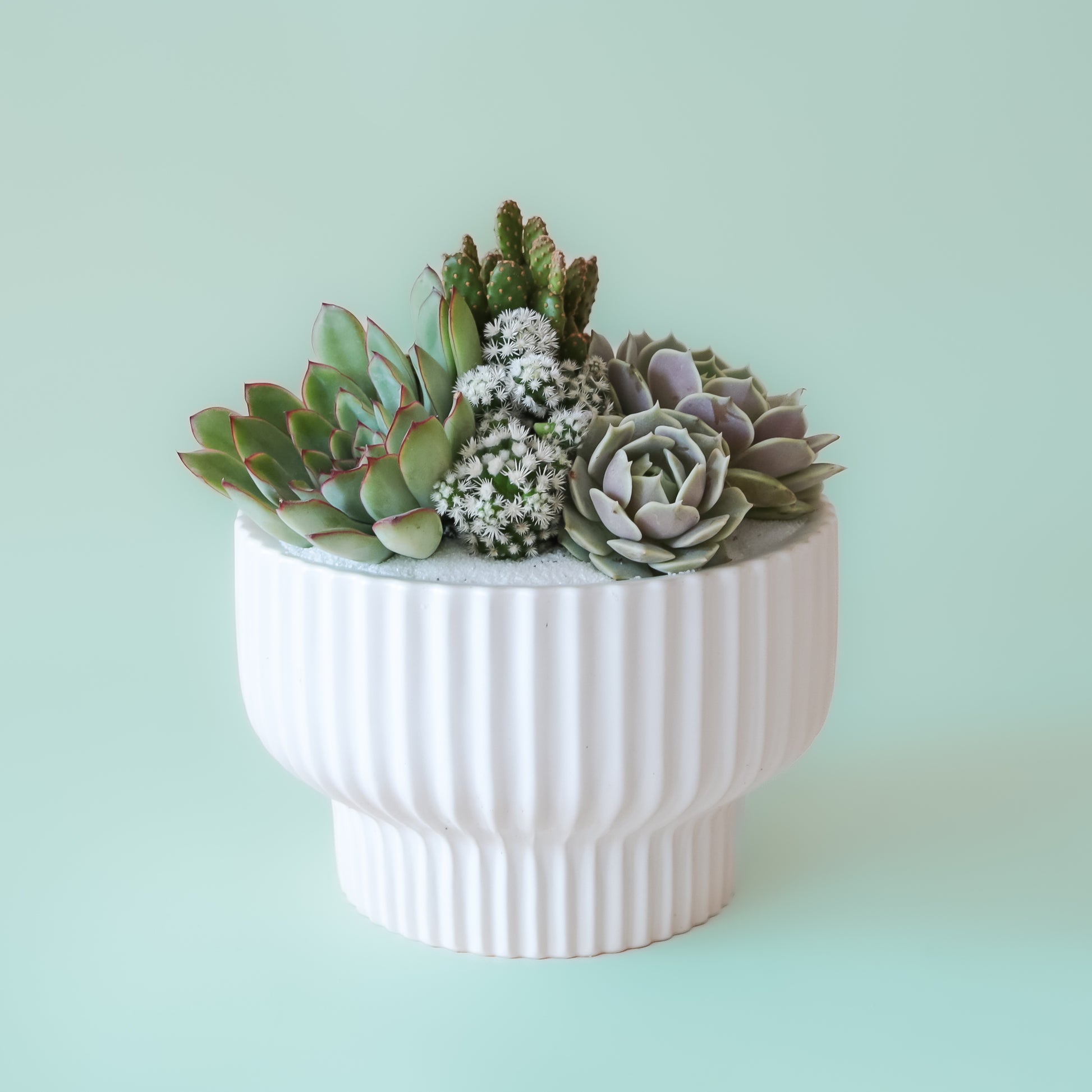 A white ribbed pedestal planter with a succulent and cacti planting not included with purchase.