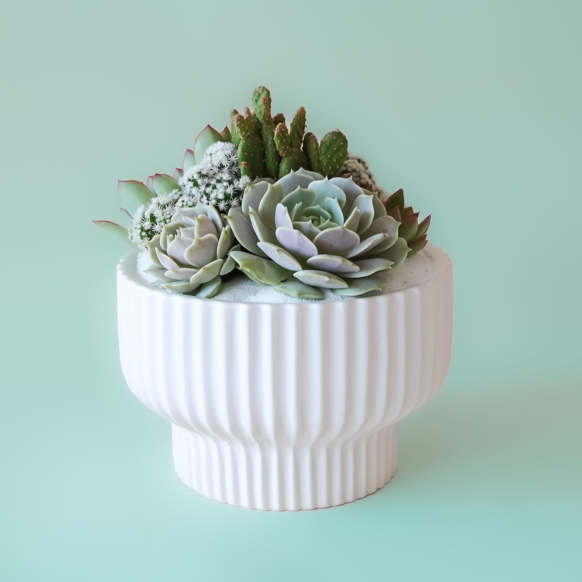 A white ribbed pedestal planter with a succulent and cacti planting not included with purchase.