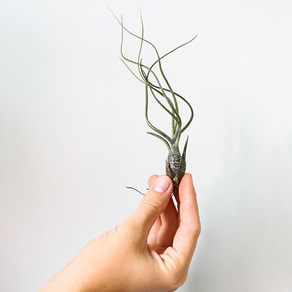 On a white background is a Tillandsia Butzii air plant.