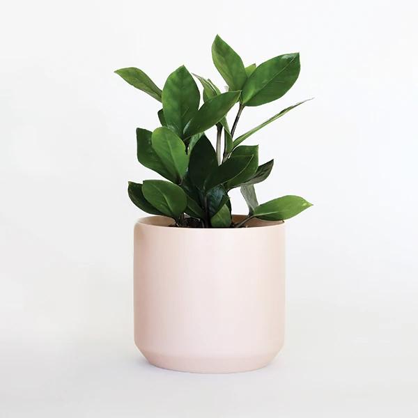 4 inch emerald green, lush plant with almond shaped leaves held in a pastel pink pot against a white background.