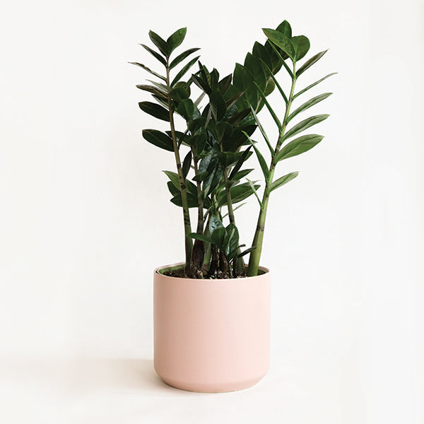 6 inch emerald green, lush plant with almond shaped leaves held in a pastel pink pot against a white background.