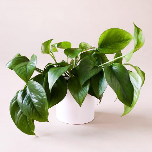 On a cream background is a Pothos Green house plant staged in a white ceramic planter that is sold separately.
