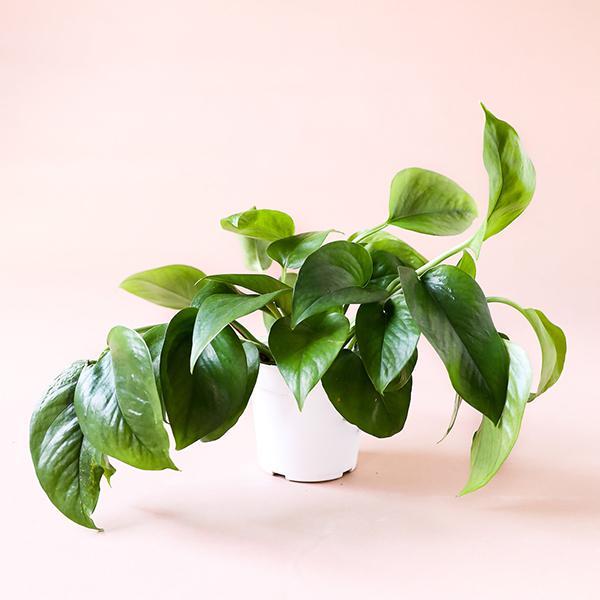 On a cream background is a Pothos Green house plant.