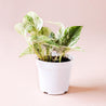 On a light pink background is a 4" Pothos Marble Queen plant in a plastic grow pot.