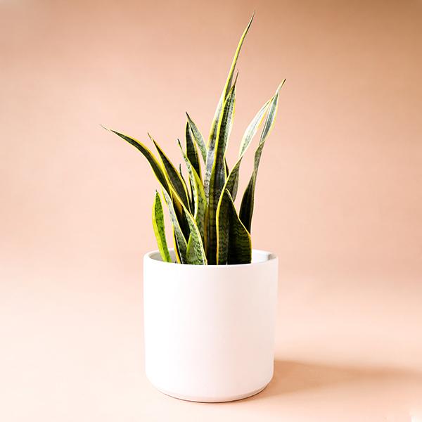 On a peachy background is a Sansevieria Laurentii in a white ceramic planter that is sold separately.