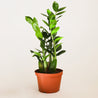 8 inch emerald green, lush plant with almond shaped leaves held in a burnt orange planter pot against a white background.
