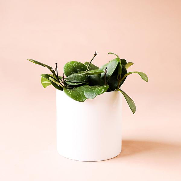 On a light pink background is a Hoya Obovata house plant in a white ceramic pot that is sold separately.