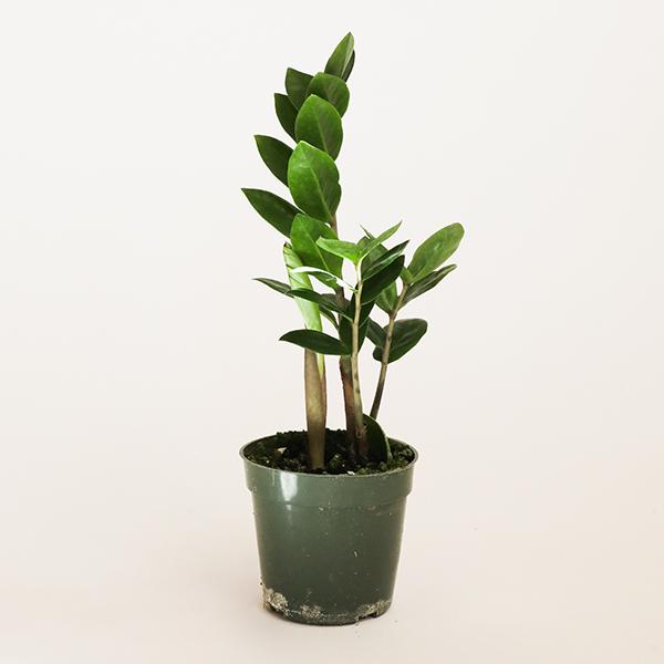 6 inch emerald green, lush plant with almond shaped leaves held in a forest green planter pot against a white background.