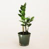 6 inch emerald green, lush plant with almond shaped leaves held in a forest green planter pot against a white background.