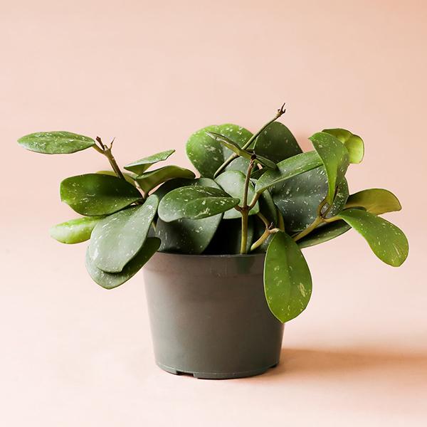On a light pink background is a Hoya Obovata house plant in its grow pot.
