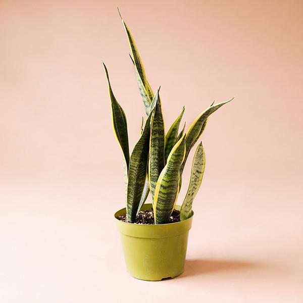 On a peachy background is a Sansevieria Laurentii in its grow pot.