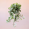 On a light pink background is a trailing Pothos N'joy house plant.