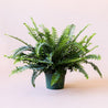 Jester Fern