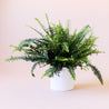 On a light pink background is a Jester Fern house plant in a white ceramic planter that is sold separately.
