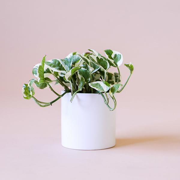 On a light pink background is a 4" Pothos N'joy house plant in a white ceramic planter that is sold separately.